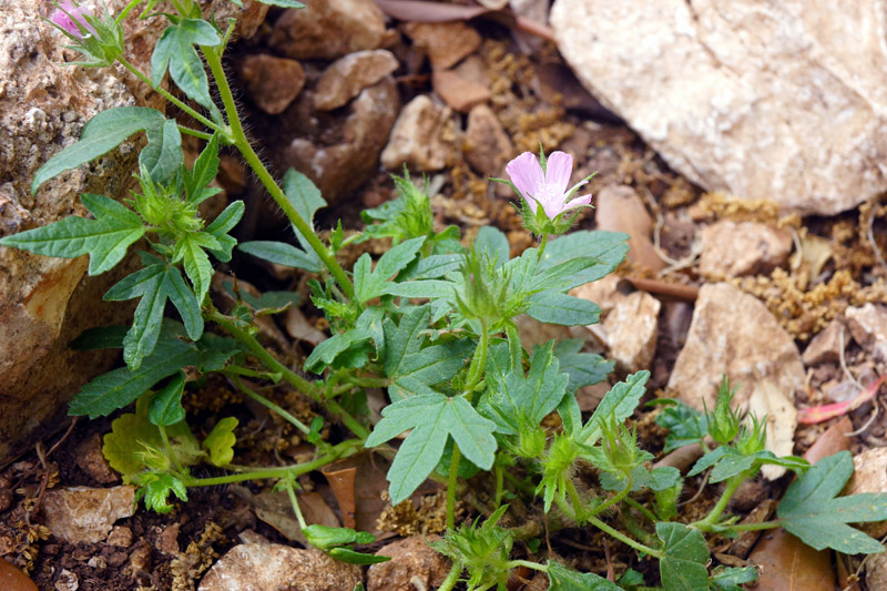 Althaea hirsuta / Altea ispida